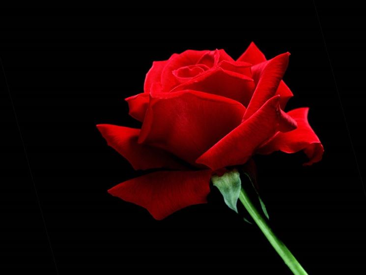 rosa_rossa.jpg
